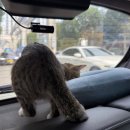 해오름동물병원 이미지