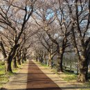 맥도생태공원 | [부산, 강서구] 맥도생태공원 벚꽃 실시간 현황!(4월 5일 기준)