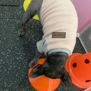 댕그니엘 이미지