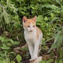 길냥이와 함께하는 | 울동네 스타 나나와 방탈출을 함께하는 9월 하반기 일상 🐈