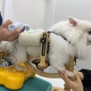 위런한방재활동물병원