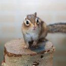 작은동물원 이미지