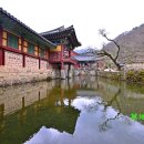순천-65호 | 3월에 가볼만한 전라도여행지 순천 송광사의 봄은 노란 산수유꽃으로 빛납니다.