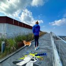 댕댕이루 이미지