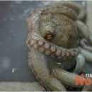 [김현정 뉴스쇼]낙지 살인사건 母 "정황상 100%…화장한게 恨" 이미지