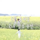 장흥군회진면보건지소 | 국내 5월 꽃구경 추천, 오션뷰 유채꽃 사진 명소, 전남 장흥 면사무소 무료 유채꽃밭 개화현황