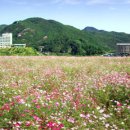 청풍리조트수영장 이미지