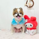 메리몰펫샵 이미지