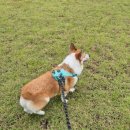 대부도치엘로풀빌라 이미지