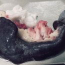 공원옆동물의료센터 이미지