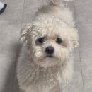 멍멍이컷 이미지