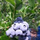 유기농블루베리 농장직배송해드려요 이미지