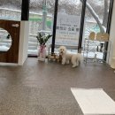 모들펫살롱 이미지