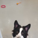 해피독쌤 이미지