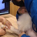 가온동물병원 | 창원 동물병원 가온동물의료센터, 17살 할배견 지방종