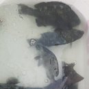 대본1리 이미지