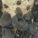 생목농장 이미지