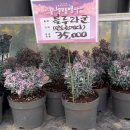 서수원농자재마트 네이버블로그