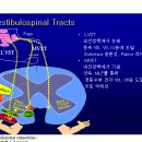 중추성 현훈 및 안구운동 서 대원 교수님 이미지