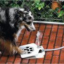 도기 Doggie 이미지