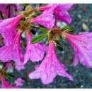 몽산포황토 이미지