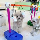 나랑애견유치원 이미지