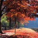 현충원 산책길 이미지