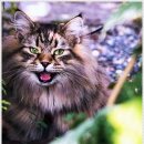 펫퍼스트 24시 강아지분양 고양이분양 파주운정점 | 파주강아지분양, 펫퍼스트 24시 운정점 후기:))