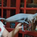 사르코수쿠스 이미지