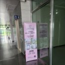 세종돼지 이미지