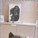 나비야 cat 이미지