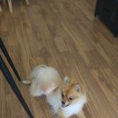 하이펫 애견샵 | 까치울역 애견미용 하이펫스쿨 그루밍&amp;스파