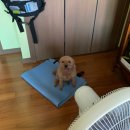 째째떡볶이 이미지