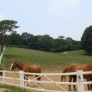 호서목장 이미지