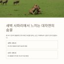마사이 - 15548 | 마사이