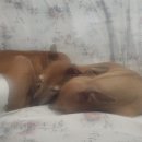 멍그니엘 이미지