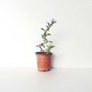 그린피아 이미지