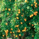 씨트루스 이미지