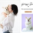 뽀dog | [인천 반려동물 가족사진] 포도와의 인생 샷을 남겨준 글림스스튜디오 후기