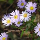 김상직 | 오인교의 전라도누정기행-장성 죽국헌(竹菊軒)