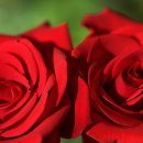 나라꽃 미니정원 이미지