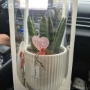 수선화플로리스트파크 네이버블로그