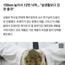 [제로웨이스트] '홈런볼' 낙하실험, 플라스틱 트레이 없으면 부서질까 이미지