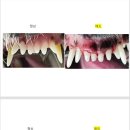 튼튼동물치과병원 이미지