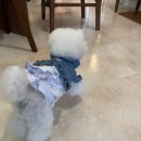 도르멍멍이 이미지