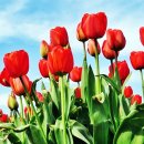 튜울립 이미지