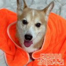 티모 | 티모씨네 강아지수건 대형견용 후기