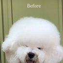 토비애견미용 이미지