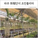 페페로미아 | 희귀식물 다양한 식집사 성지, 파주 화훼단지 조인폴리아