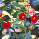 동백4로 이미지